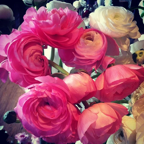 Pink Ranunculus, one f the ingredients to be used in this weekends #wedding flowers. // #breckenridge #floraldesign