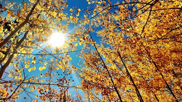 Aspen trees in Breckenridge, Colorado