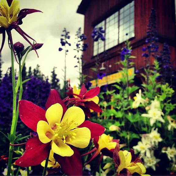 Wildflowers in front of Ten Mile Station, Breckenridge wedding venue