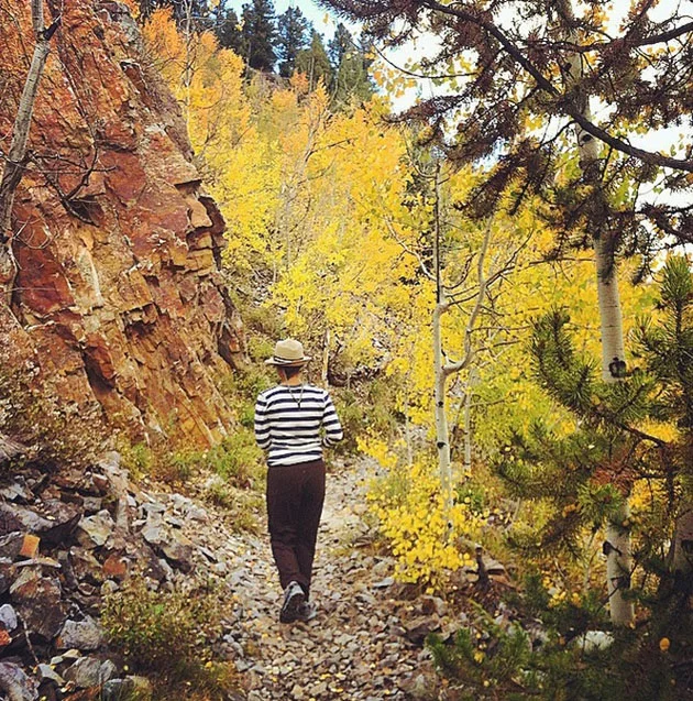 Aspen Trees in Breckenridge, Colorado