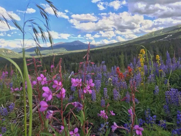 Wildflower Fields on Peak 7 in Breckenridge [Photo Shoot Location]
