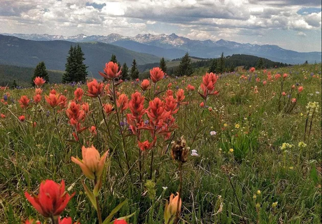 7 Hiking Trails in the Colorado Rocky Mountains for Viewing Wildflowers [Video]