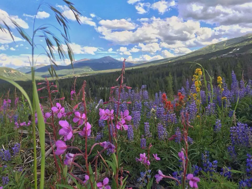 Wildflower Fields on Peak 7 in Breckenridge [Photo Shoot Location
