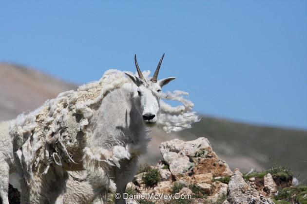 mtngoat-630-x-420.jpg