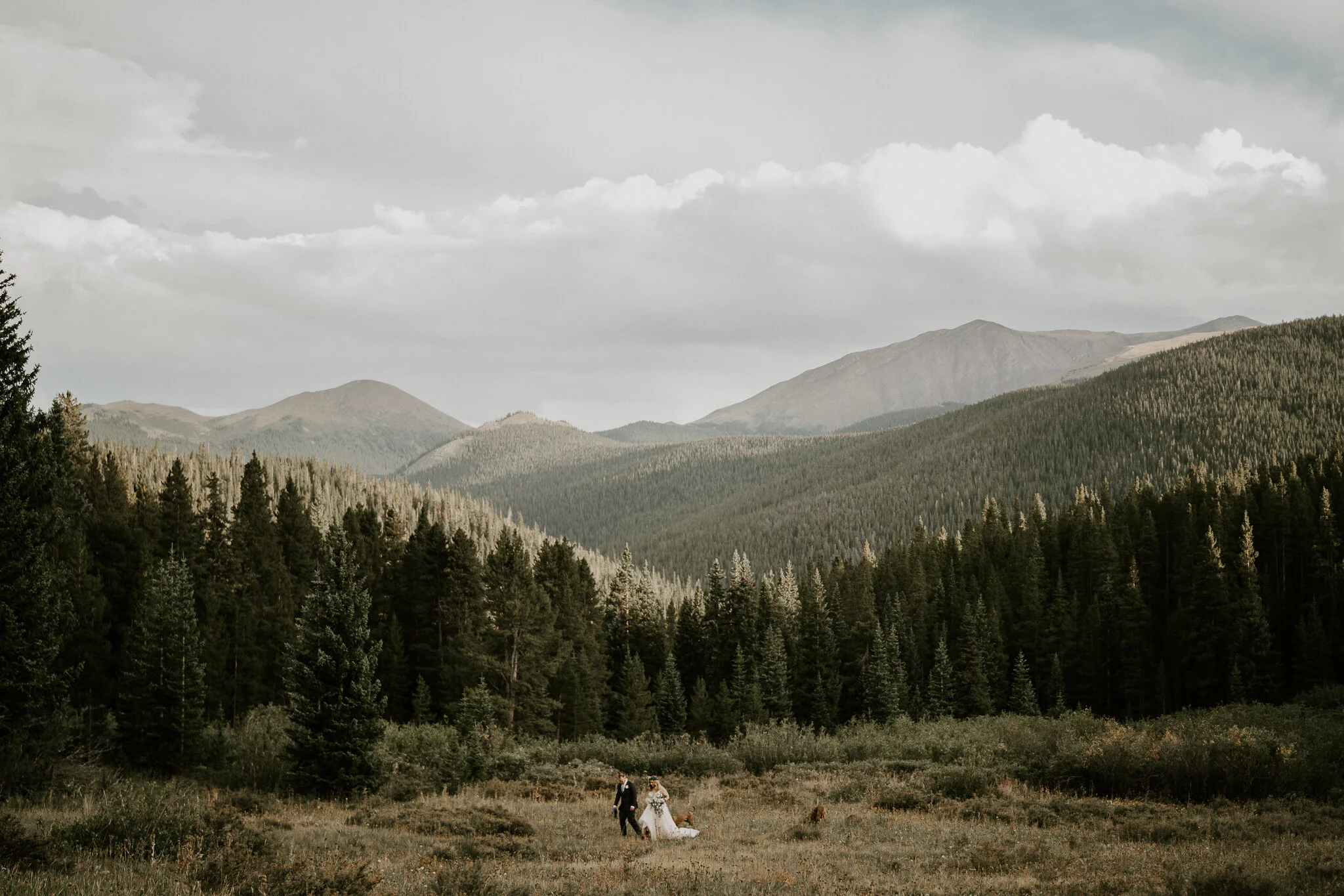 A tiny bride & groom walking in a grassy meadow with mountains towering behind them in Breckenridge, CO.