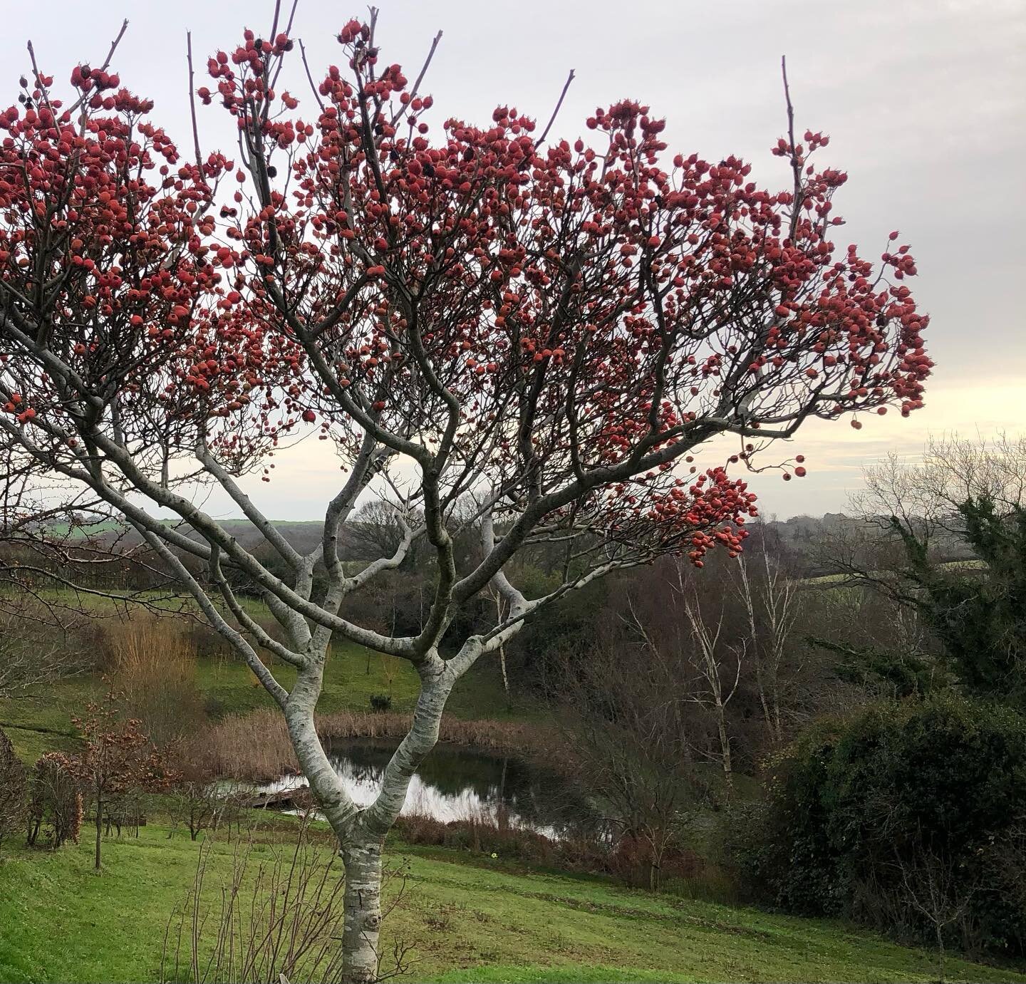 My eye was drawn to this hybrid cockspur thorn. As we prepare to cross into 2024 it&rsquo;s loaded with haws that should feed our bird population through the winter. Why do they take all the red fruit before starting on the orange? #wintergarden #bir