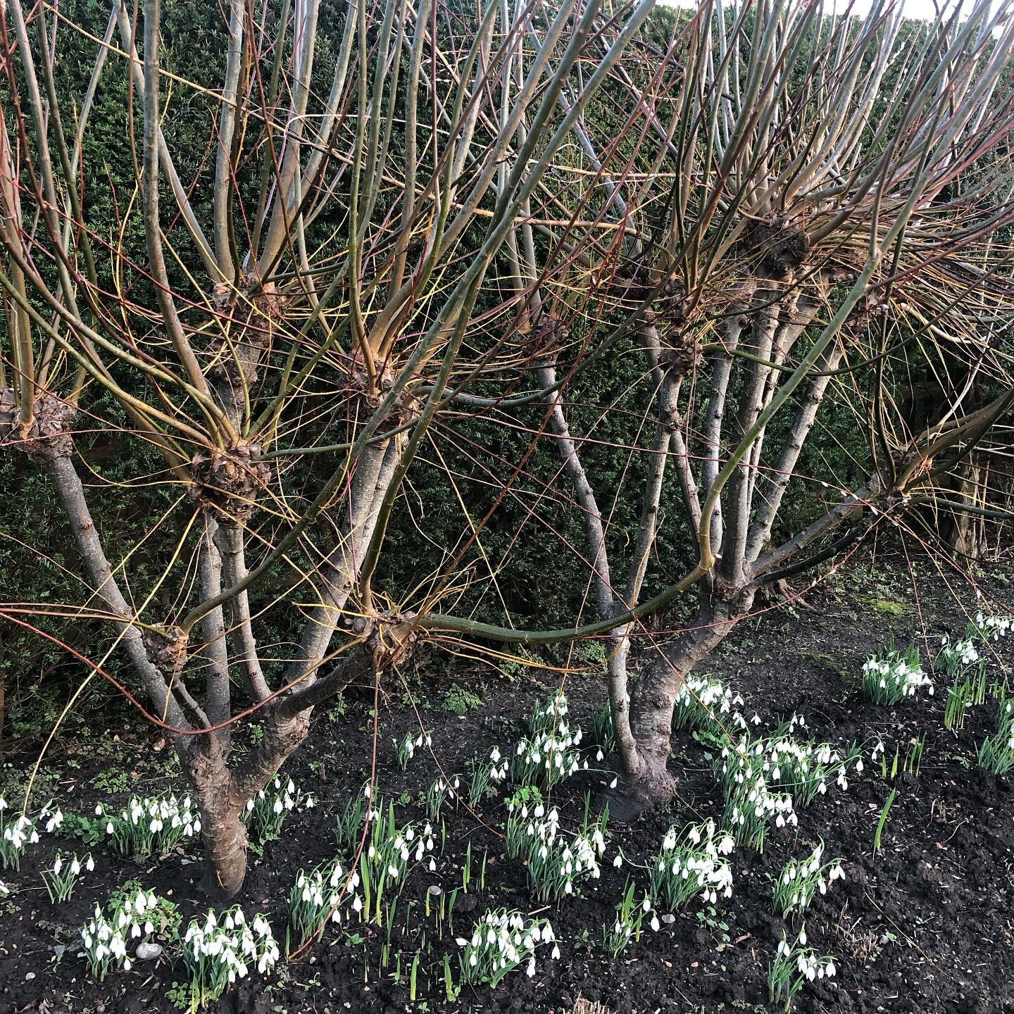 Stand of snowdrops beneath willows awaiting pollarding soon #snowdrops #january #turningyear #willows #shapely #pollarding #highweald