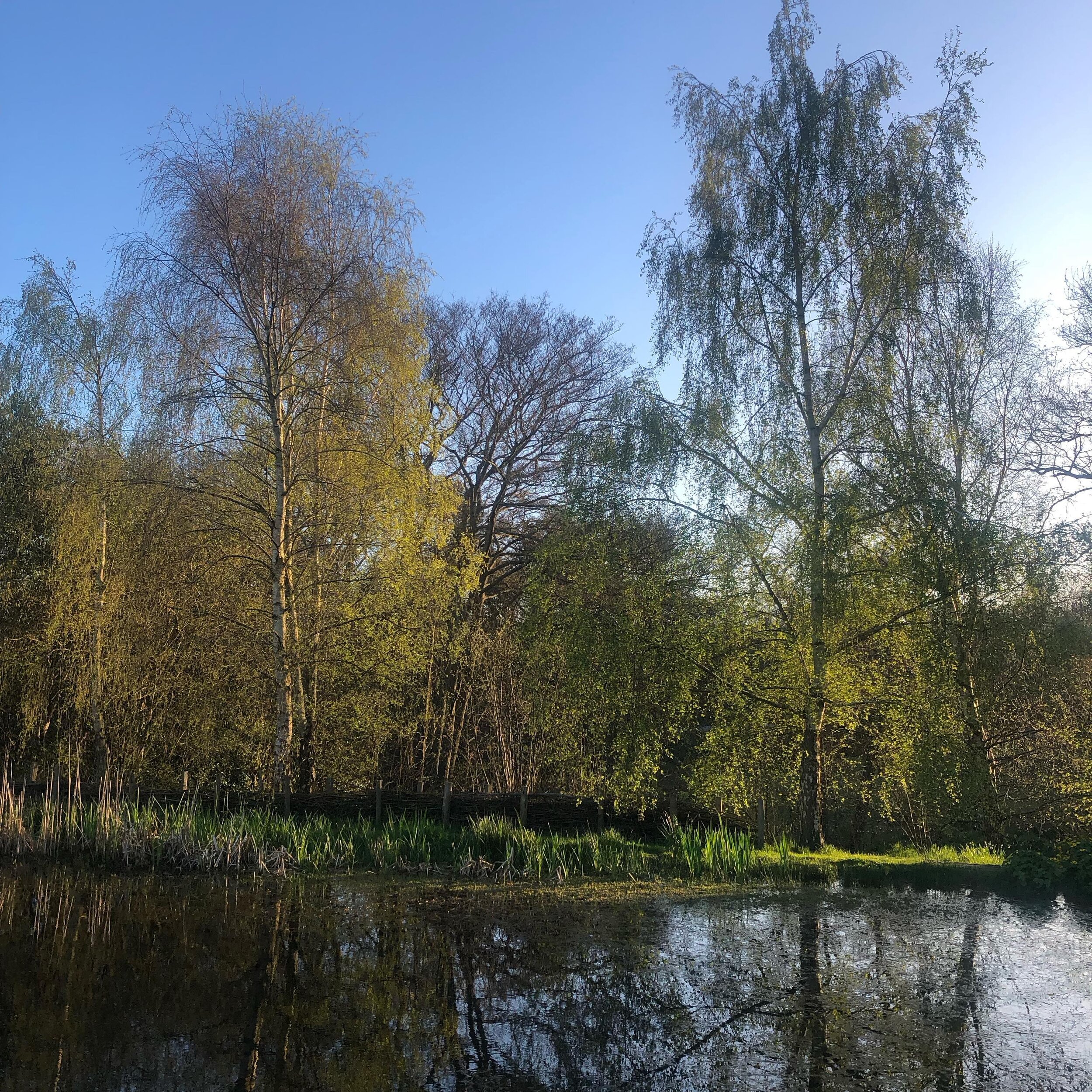 Spring has arrived for these silver birches  which we planted on my sixtieth birthday. They have grown mightily in damp ground. #spring #silverbirch #sussex #highweald #wildgarden