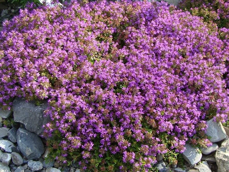 thymian_teppich_01.jpg