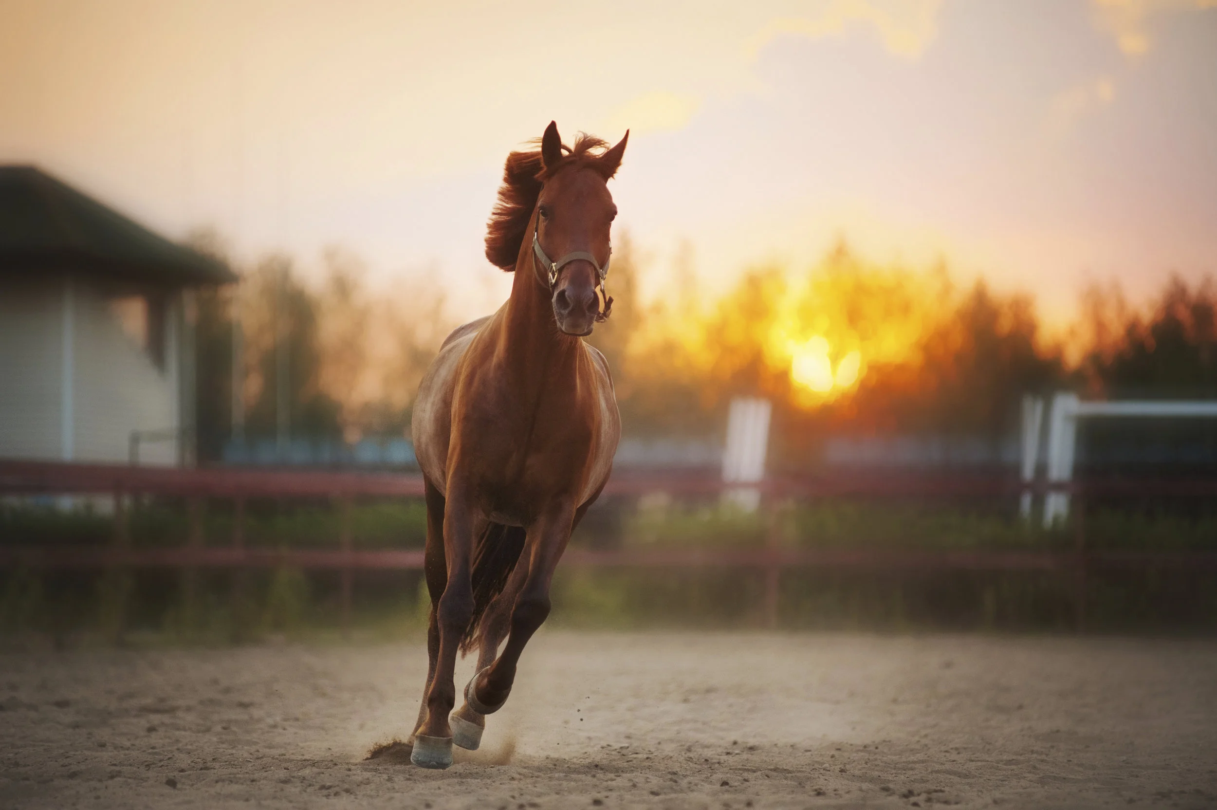 Horses and Coaching