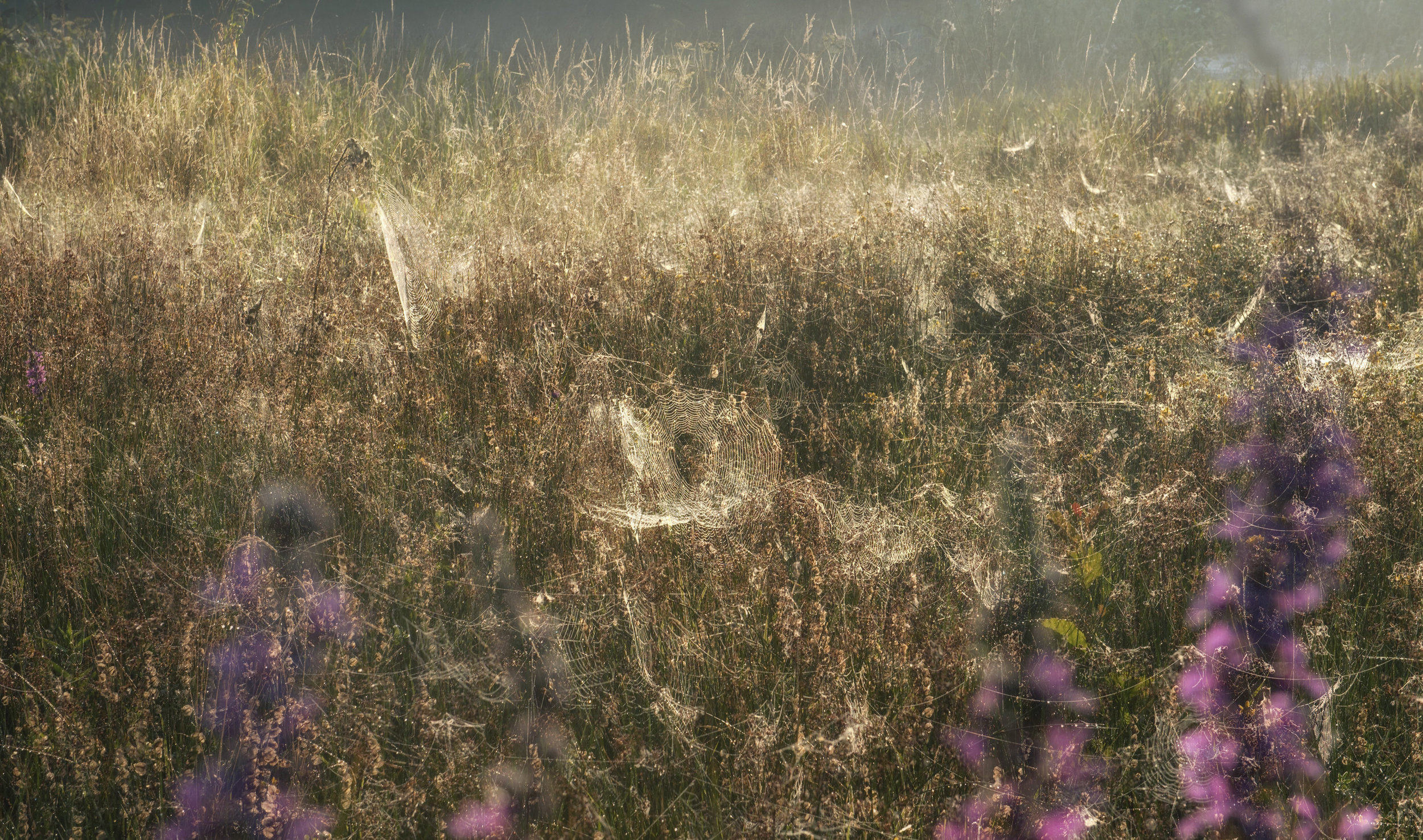 GABRIELLE_VAN_DER_WERF_Landscapes_landscape7_RESIZED.jpg