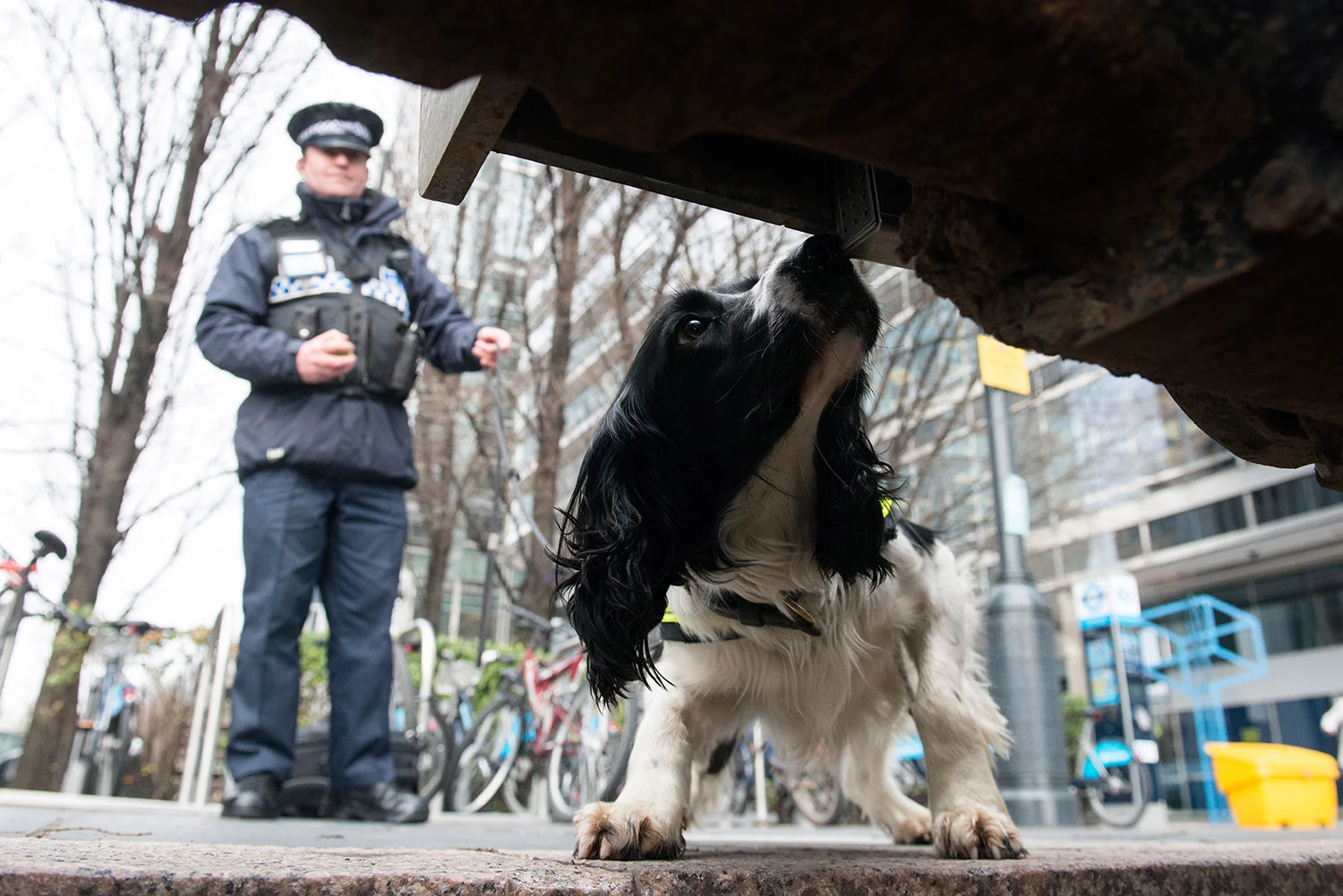 MG_The-Wharf_Bomb-Dogs_03.jpg