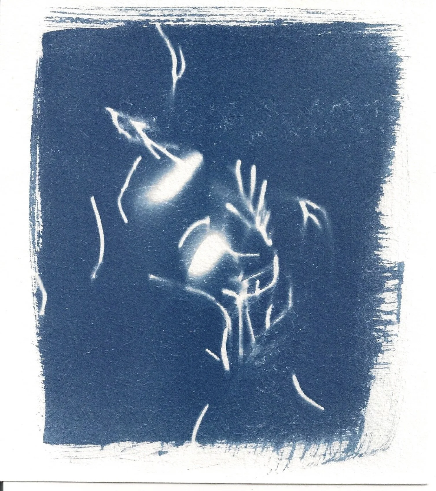 cyanotype #2