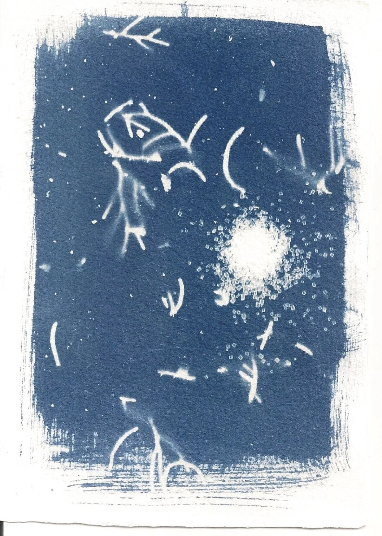 cyanotype #6