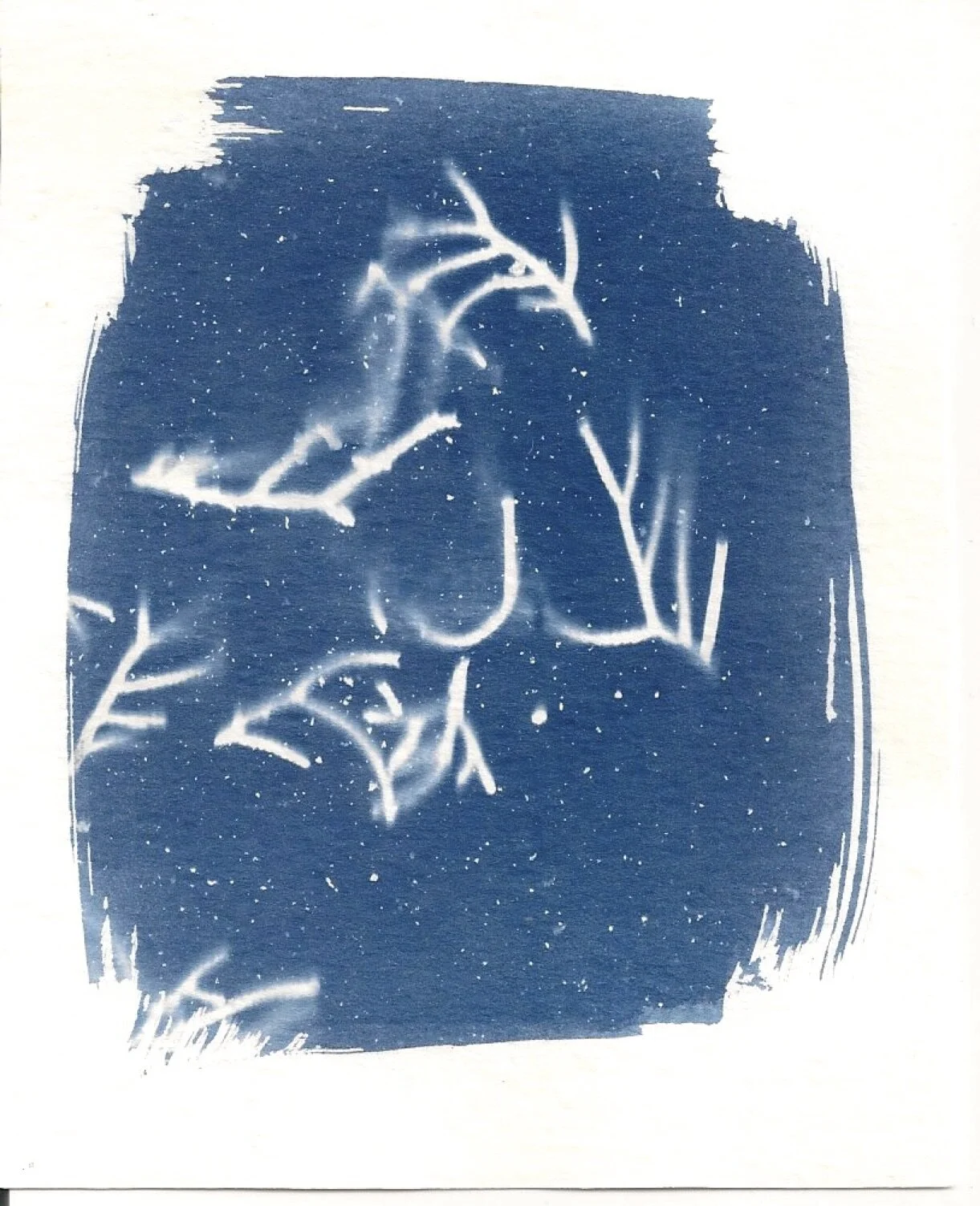 cyanotype #9