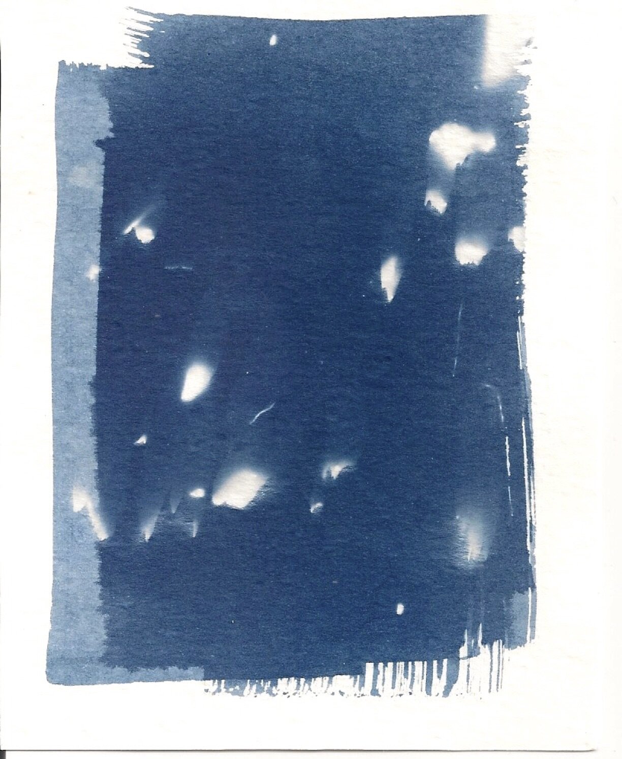 cyanotype #13