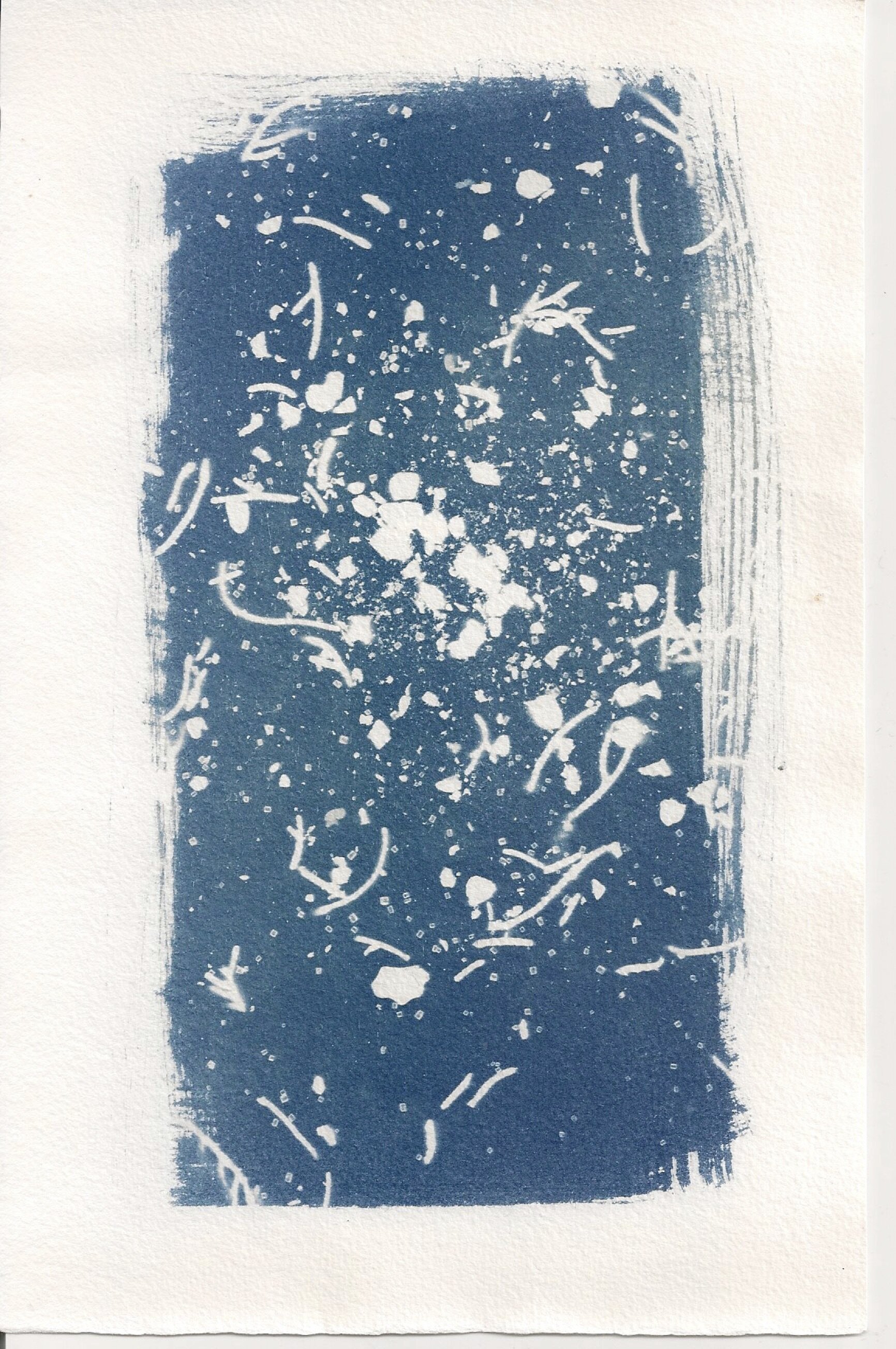 cyanotype #14