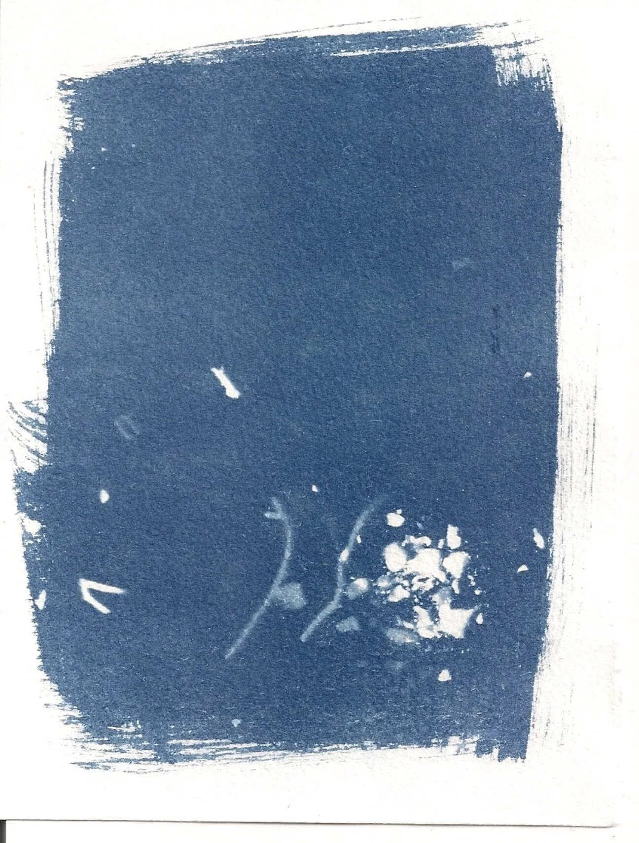 cyanotype #15