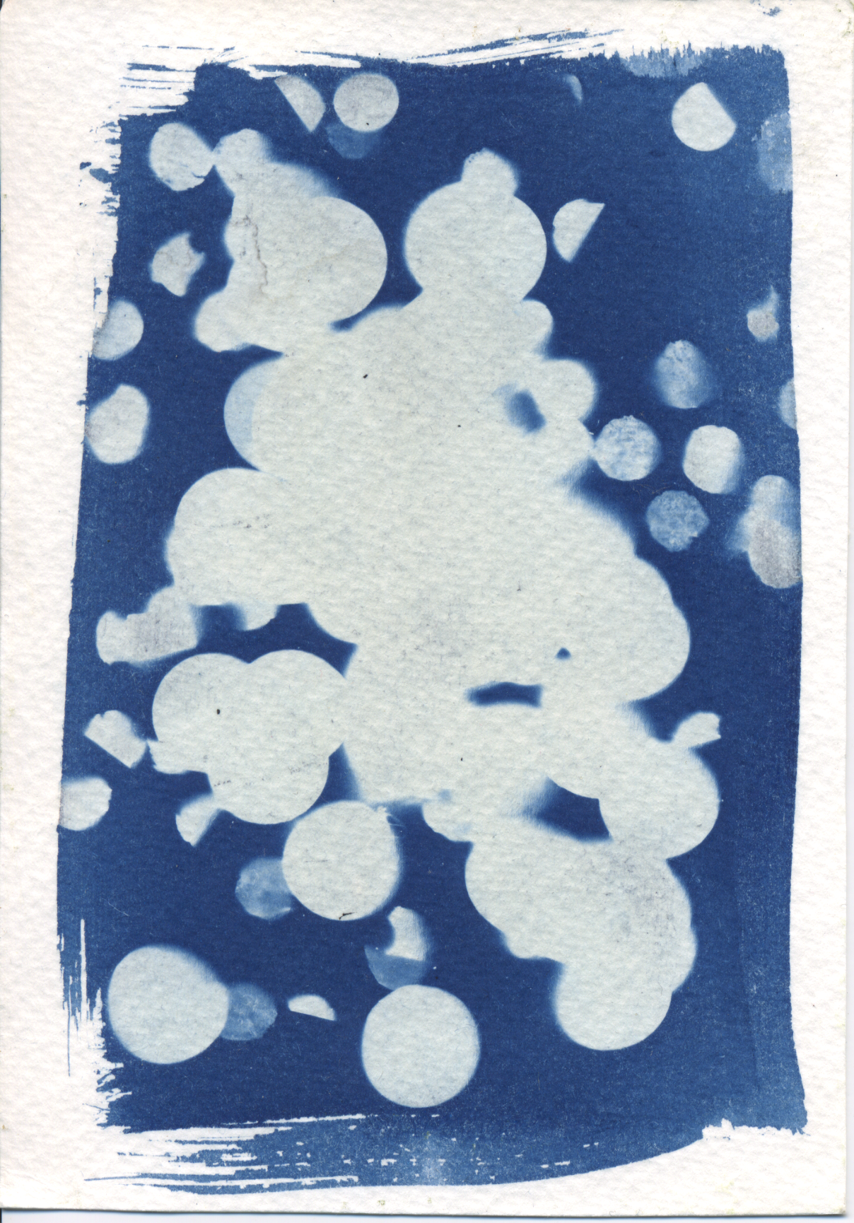 cyanotype #20