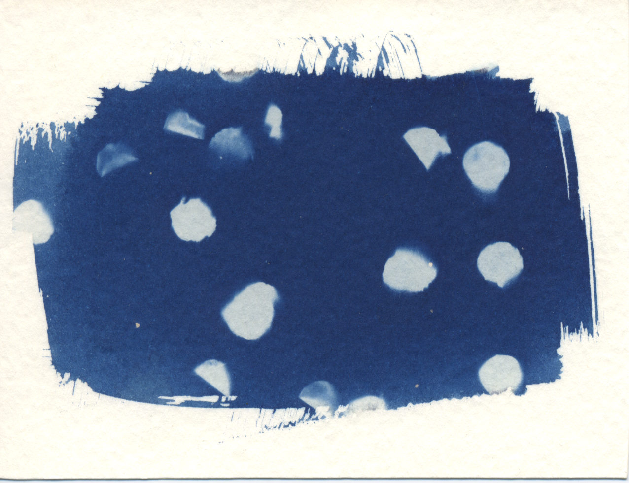 cyanotype #19