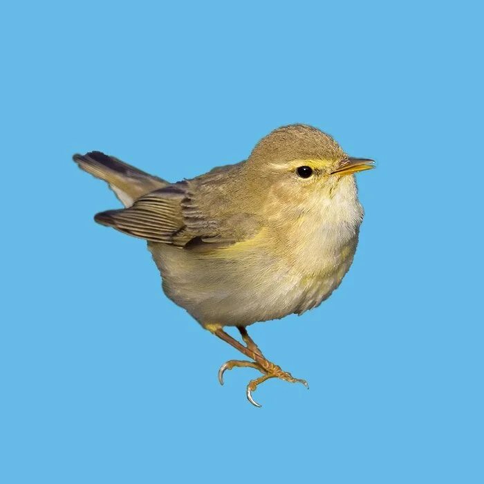 Lövsångare