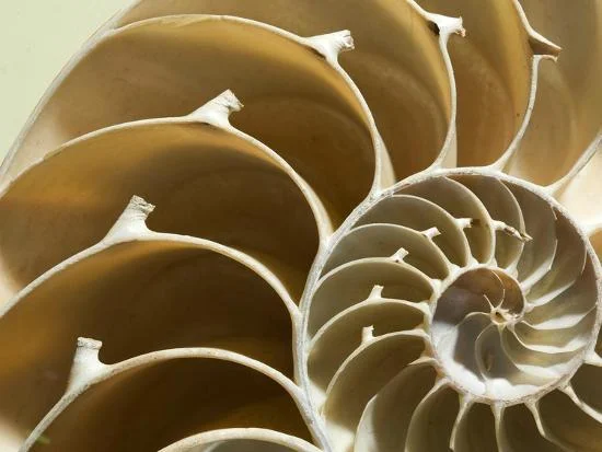 cross-section-of-a-chambered-nautilus-shell-nautilus-pompilius_u-l-peuw8e0.jpg