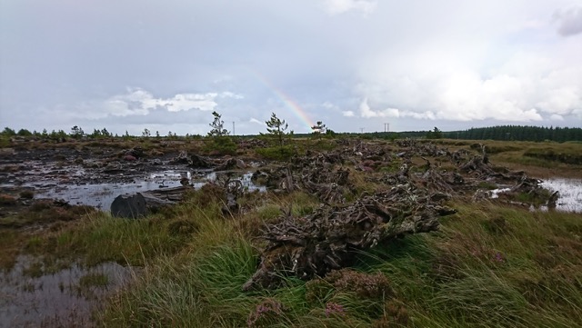 GK Bog Forest 300dpi copy.jpeg