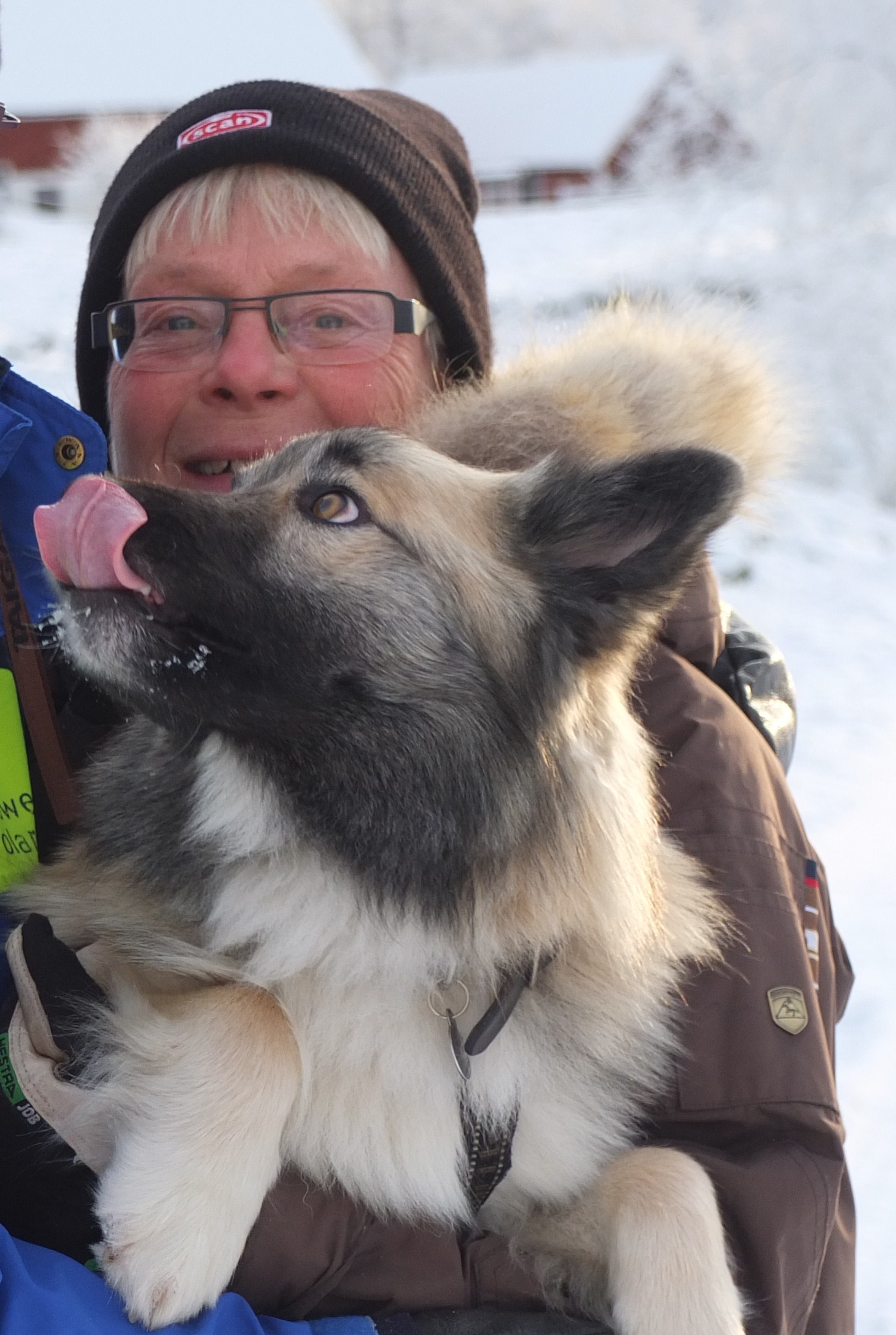 Lendi, Isländsk fårhund tillsammans med matte Kajsa