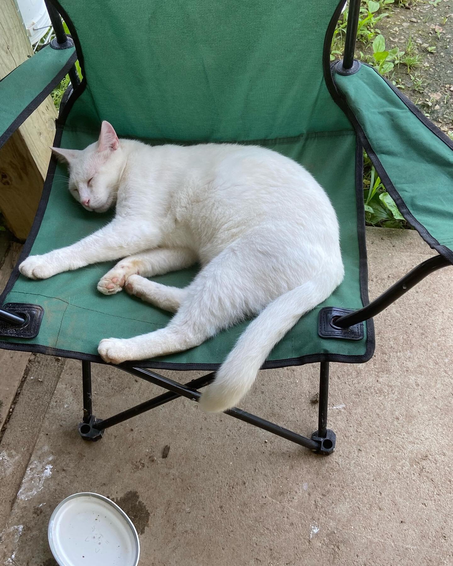 Which is your favorite Finn pose? #3 pretty much sums up everything about how we feel at the end of a long farm day. Take it from Finn, every day is a good day for a nap. Get some rest this weekend and have some fun too! Happy Finn Friday everyone! #