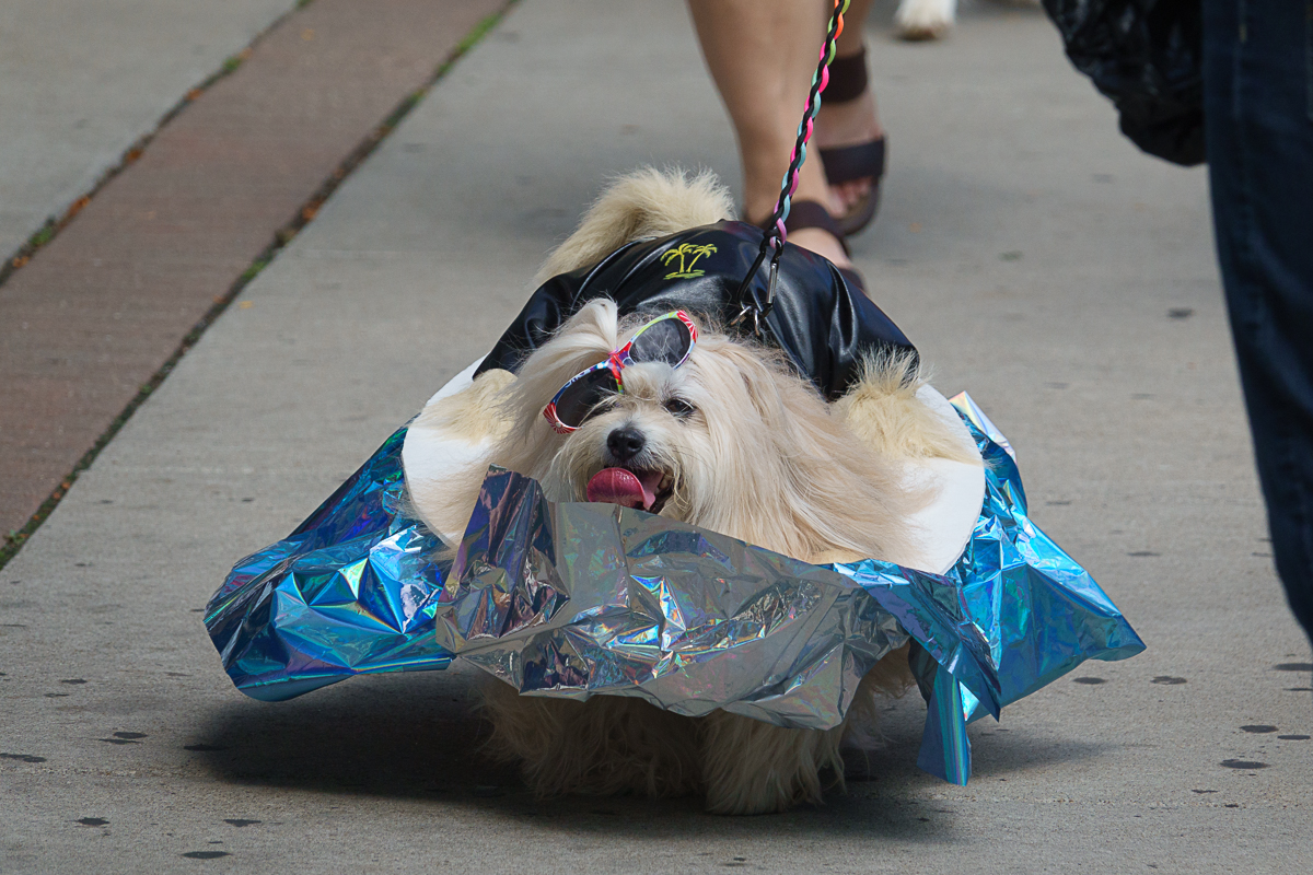 DSC08553 (RX10mkIV).jpg