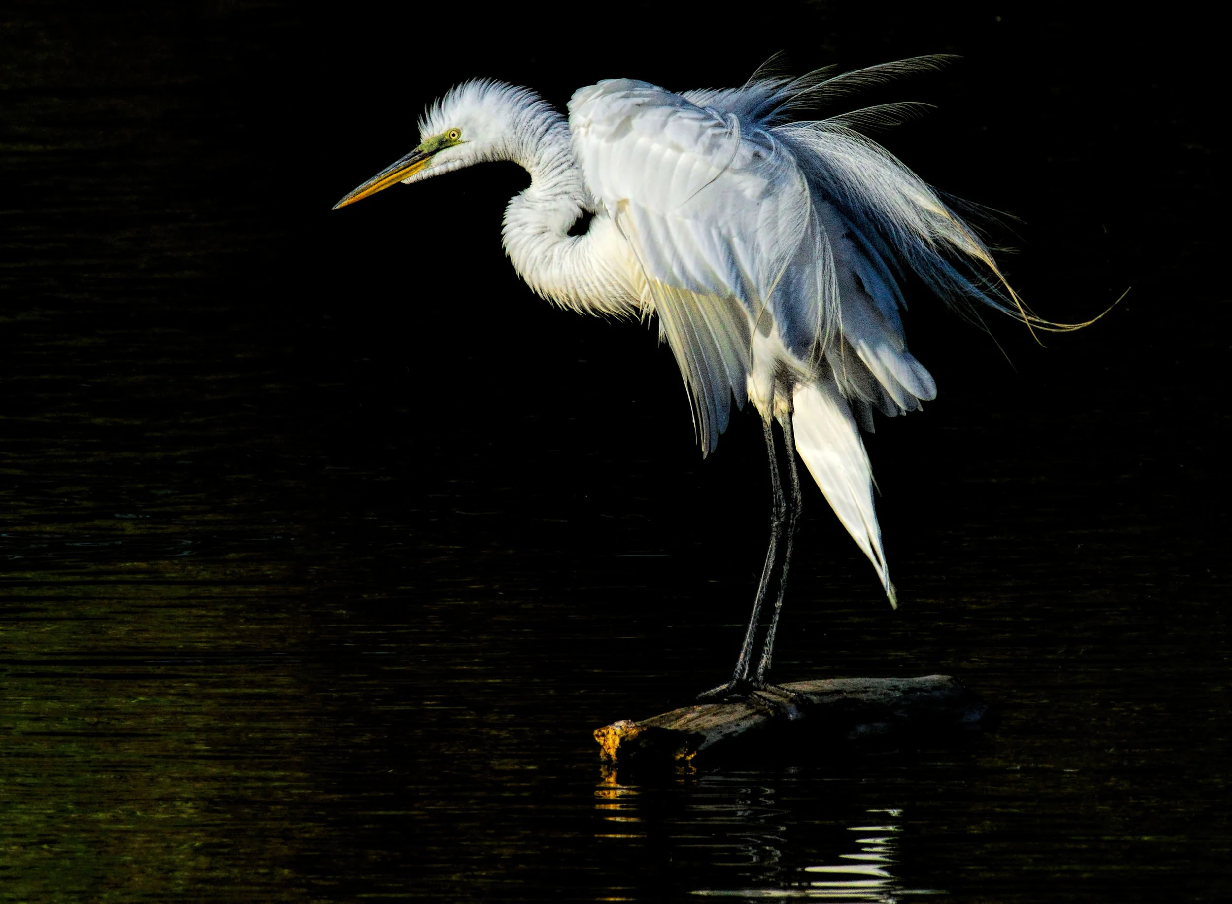 Vermilion Arts Guild's Harvey Mann: Eye on Nature
