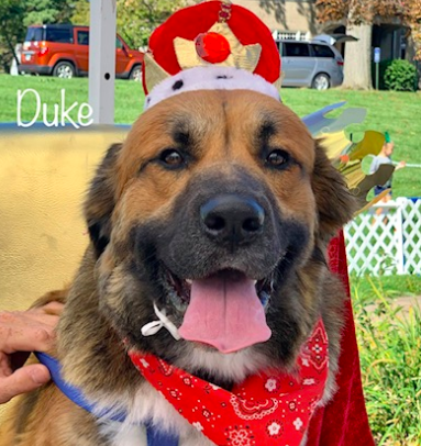Duke: A Dog-Gone Cute Story