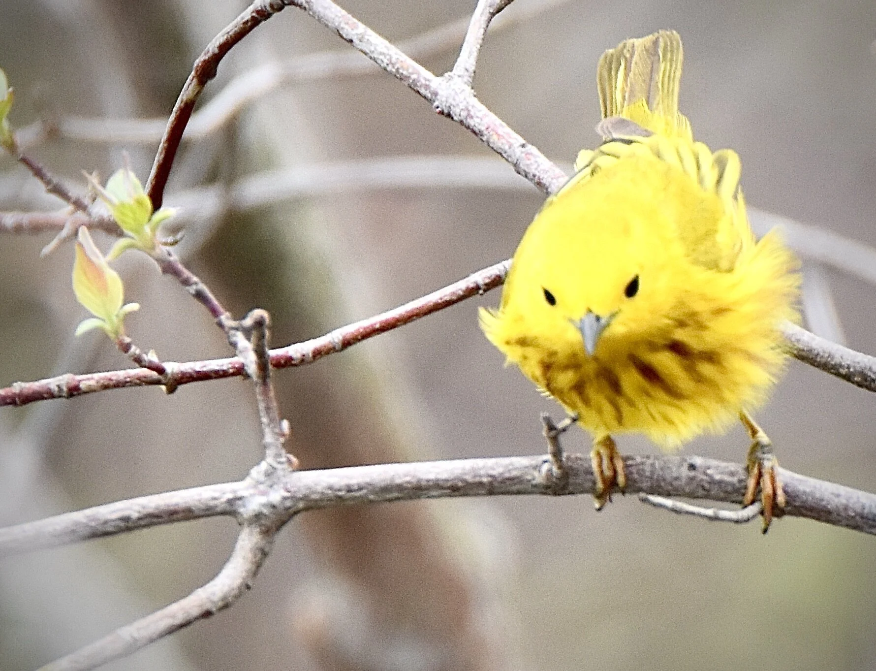 Vermilion Arts Guild's Mary "Cat" Rogers: Capturing Nature