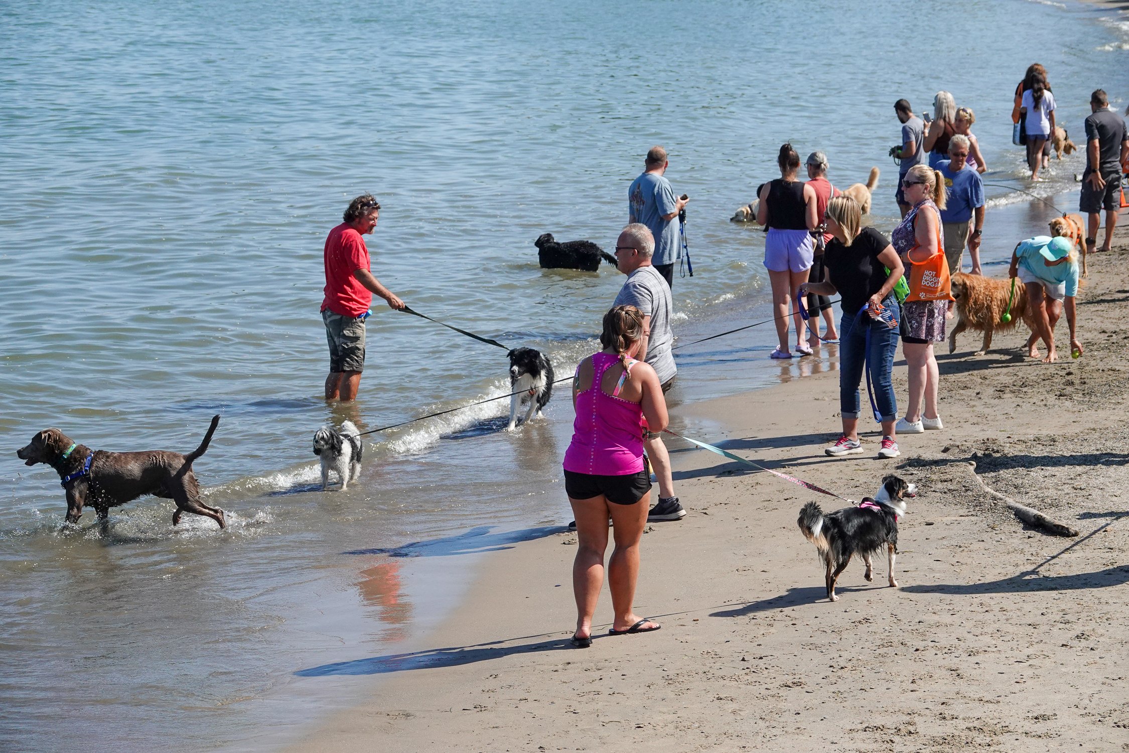 It truly was a day at the beach for water loving dogs