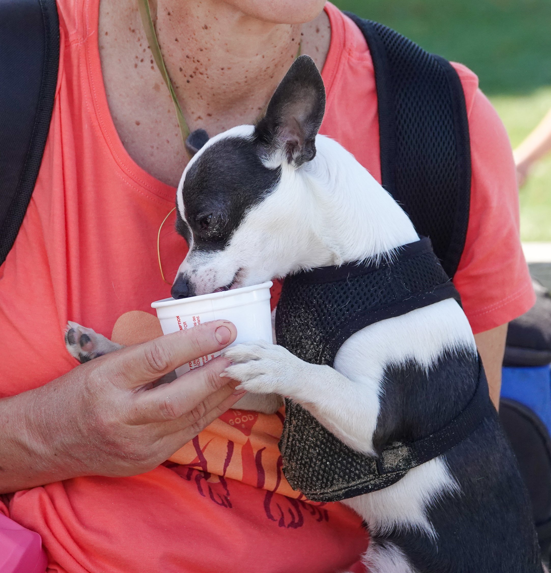 Enjoying a Frosty dog treat during a break