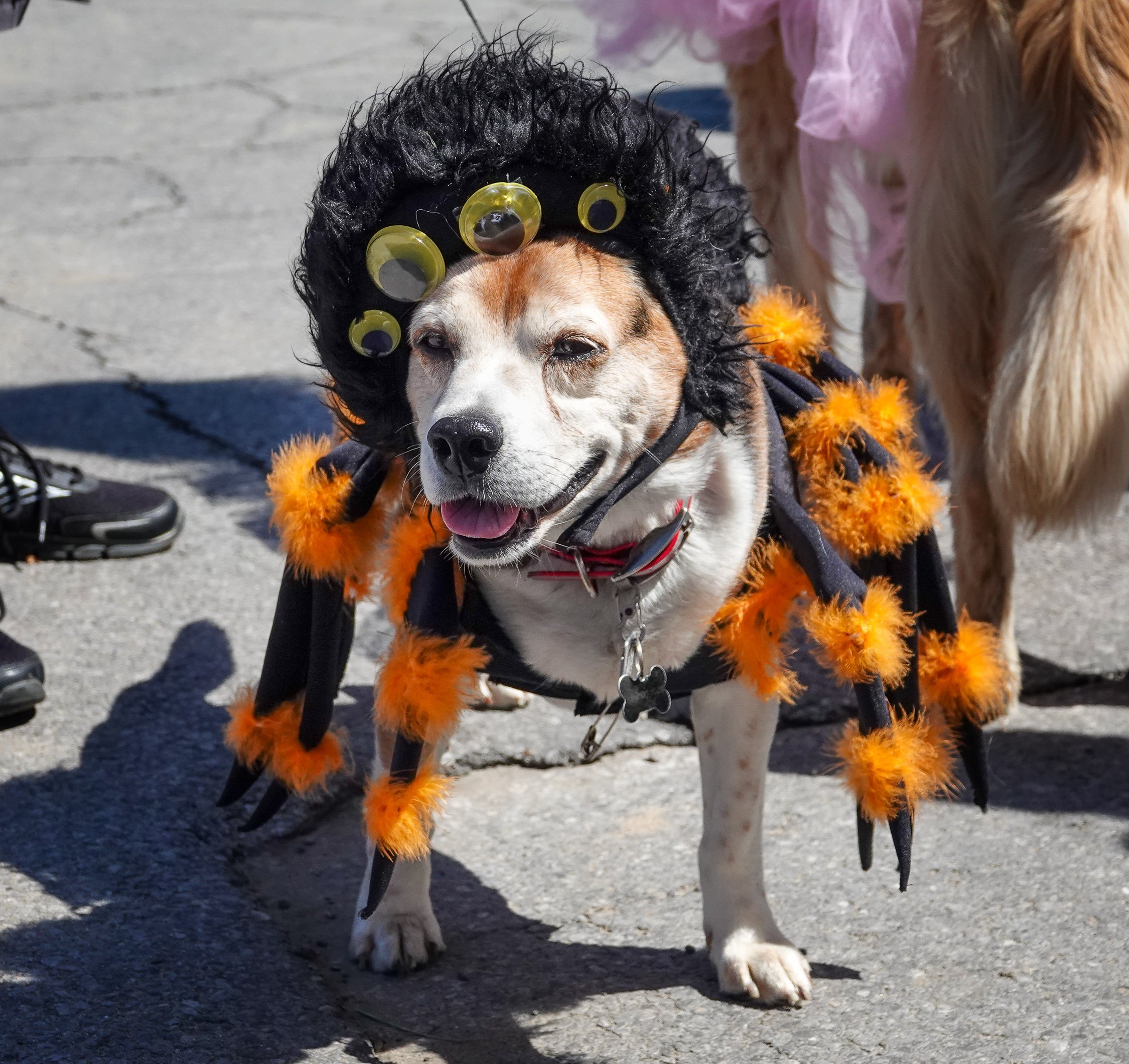 K9 Costume Contestants!