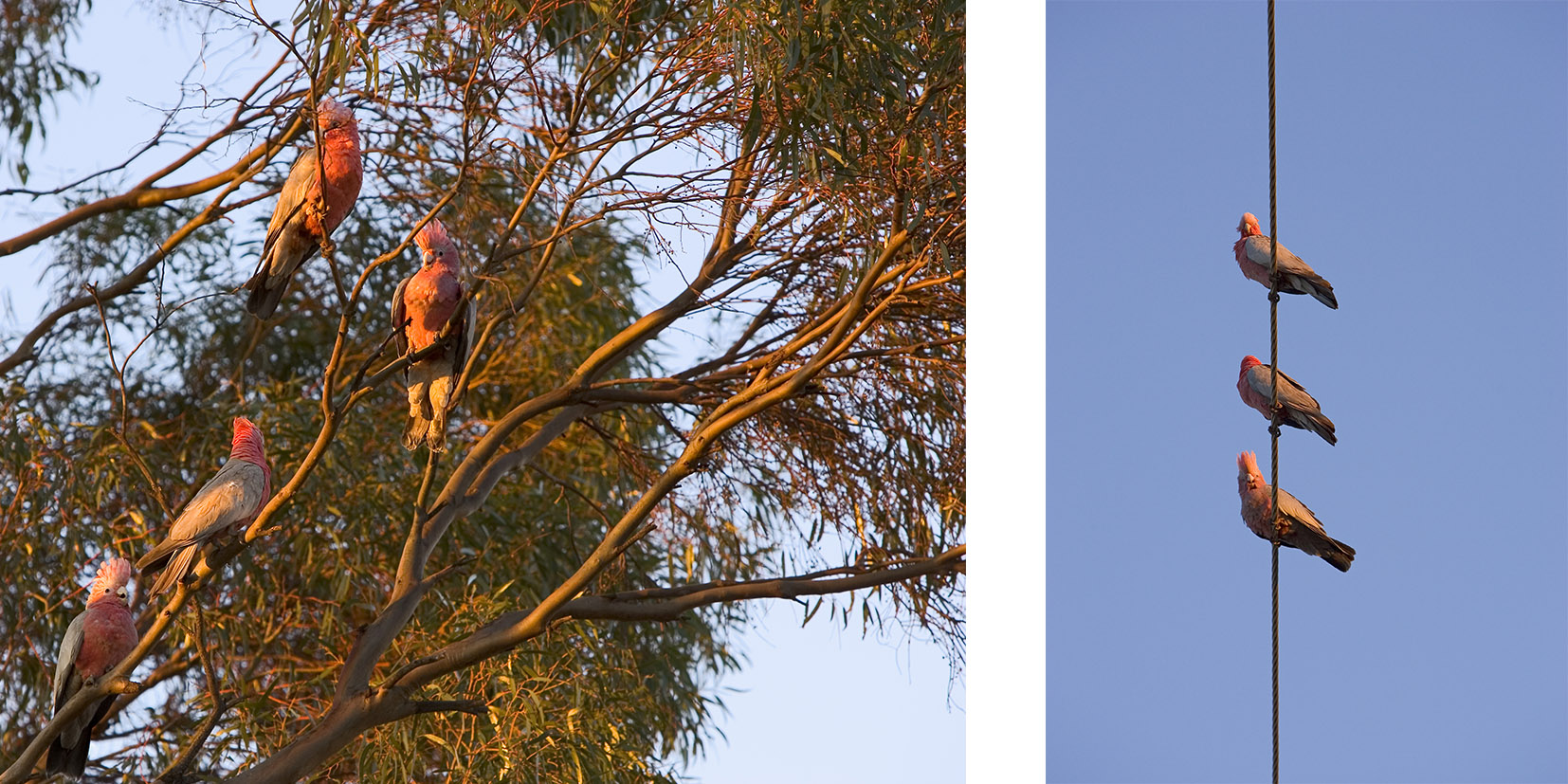 Australian Birds