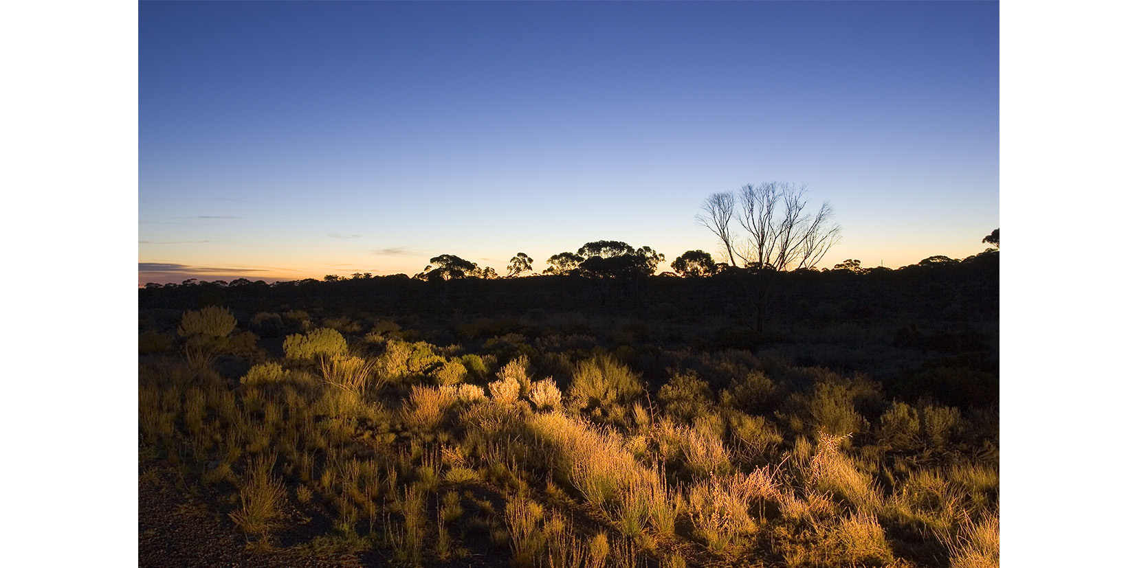 Australian Bush