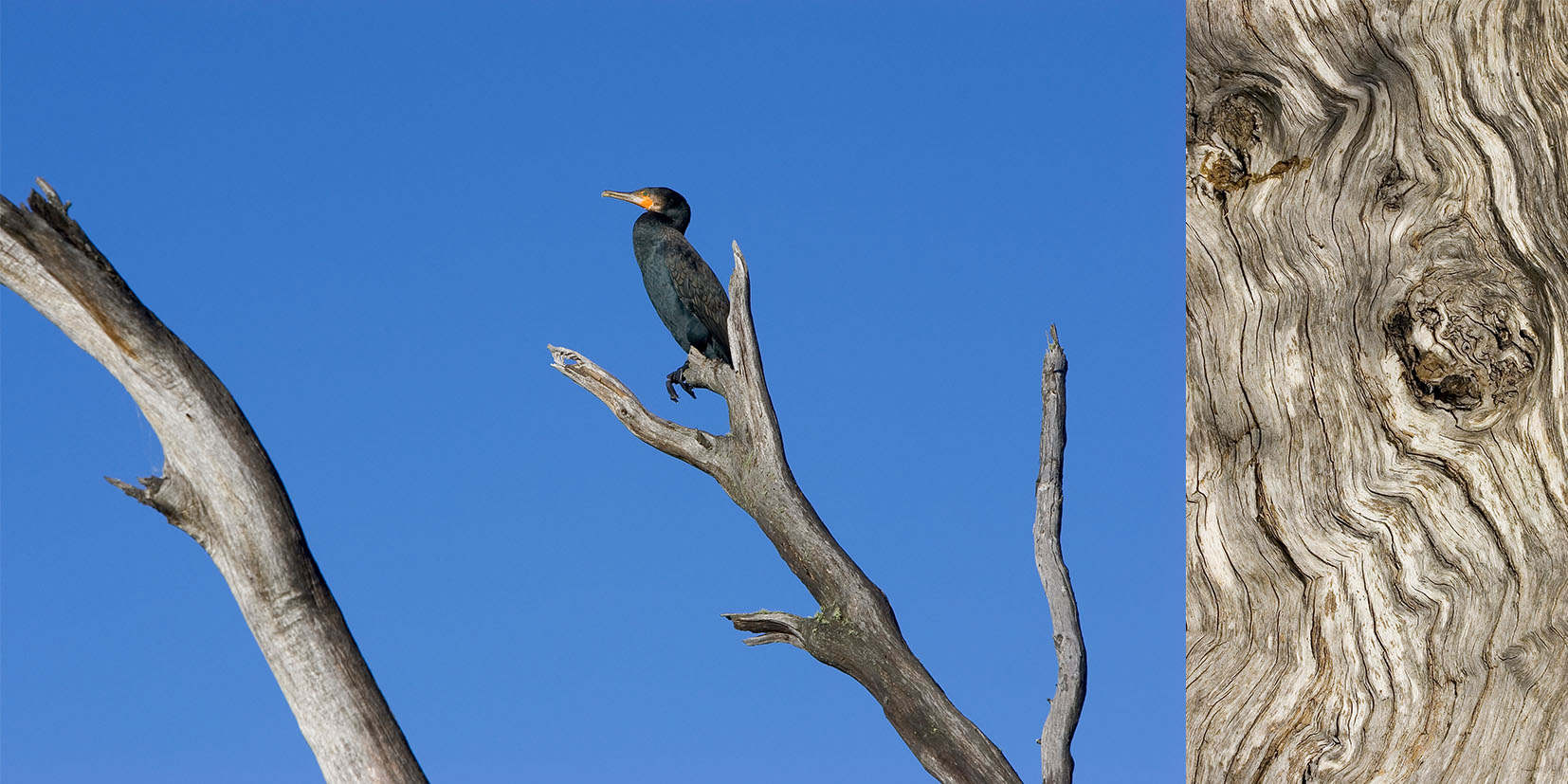 Bird of Crackenback