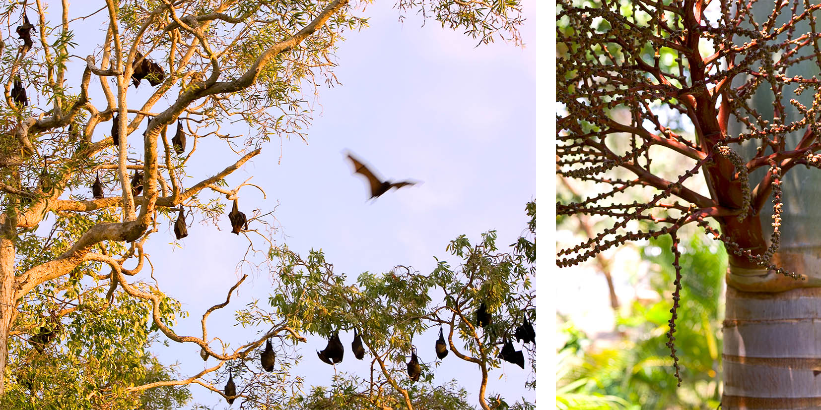 Bats on Great Keppel Island