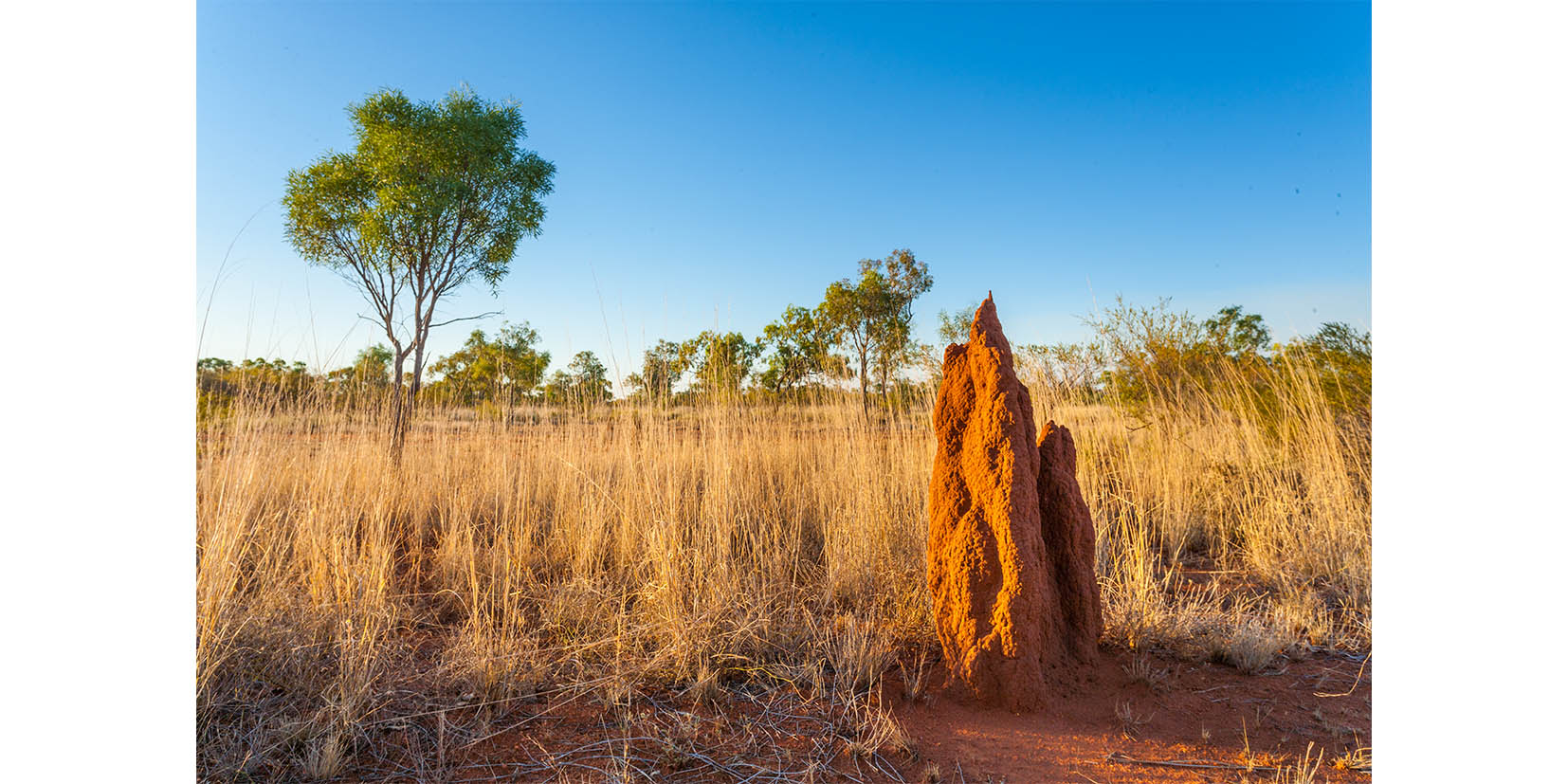 Australian Bush