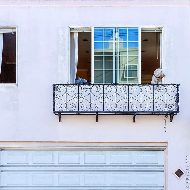 San Francisco street
#sanfrancisco #travel #travelphotography #highresolution 
#canonphotography #pink #dog #streetphotography #window