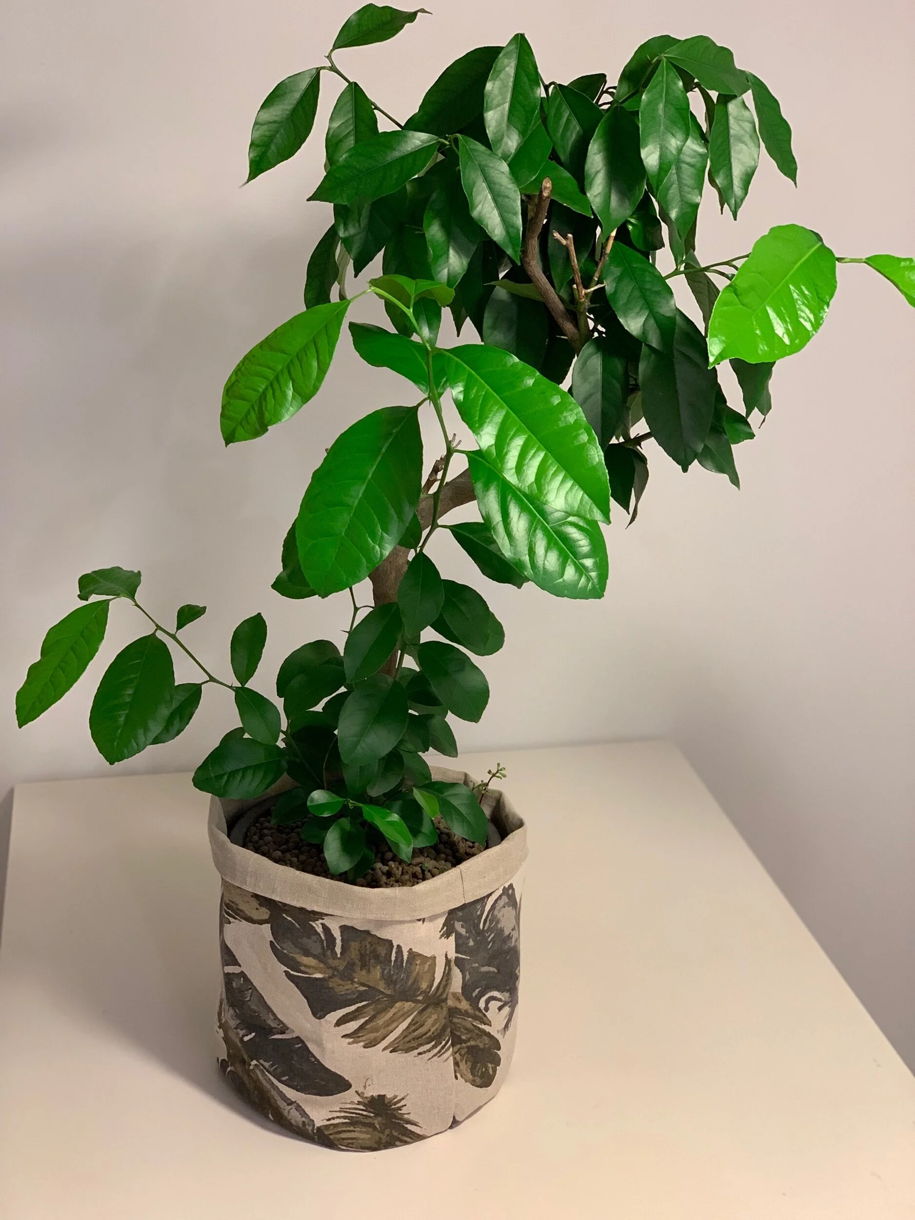 Plant Cover 200 NOK