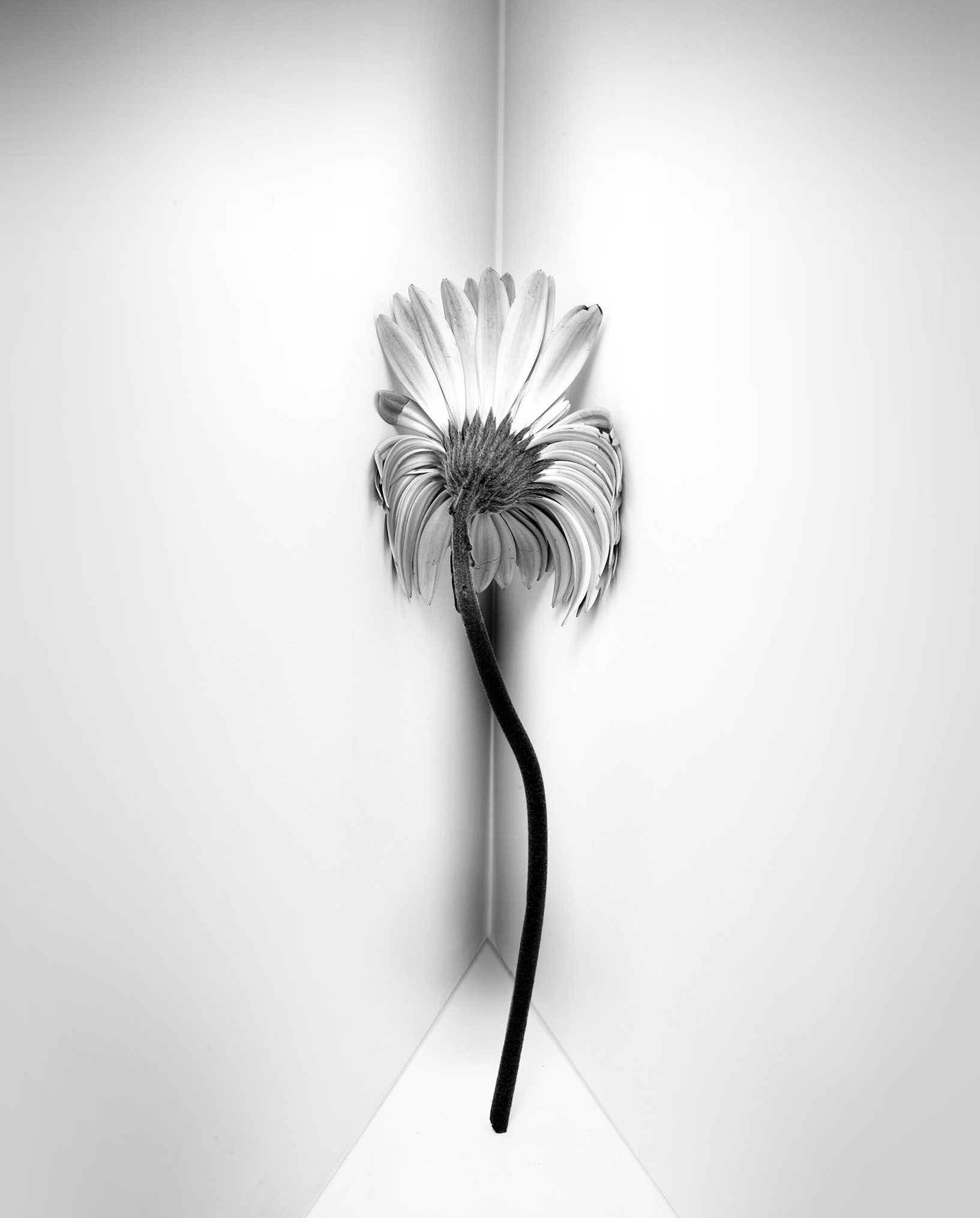 Lilly-1-PennWall-Flat.jpg