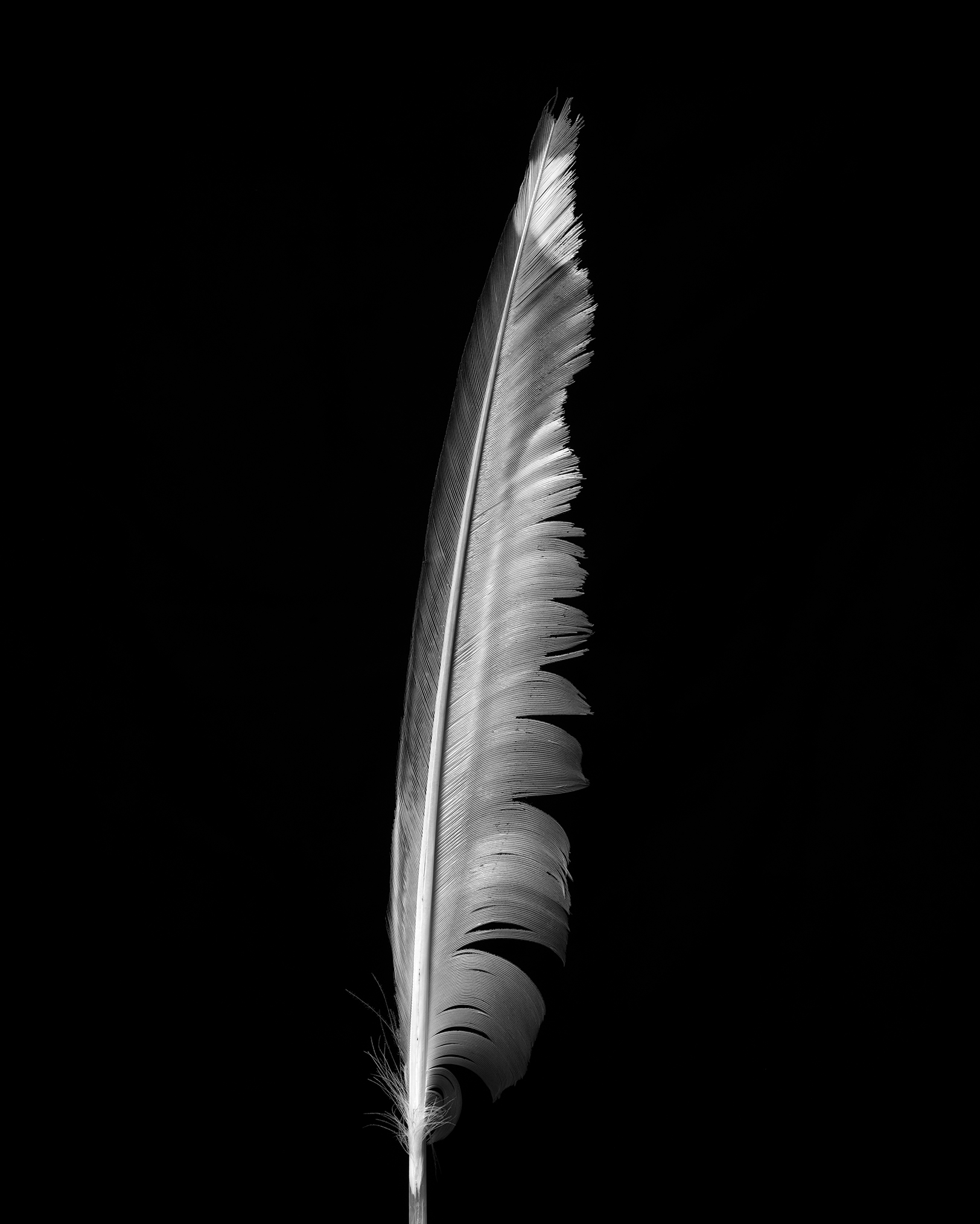 Feather_B&W.jpg