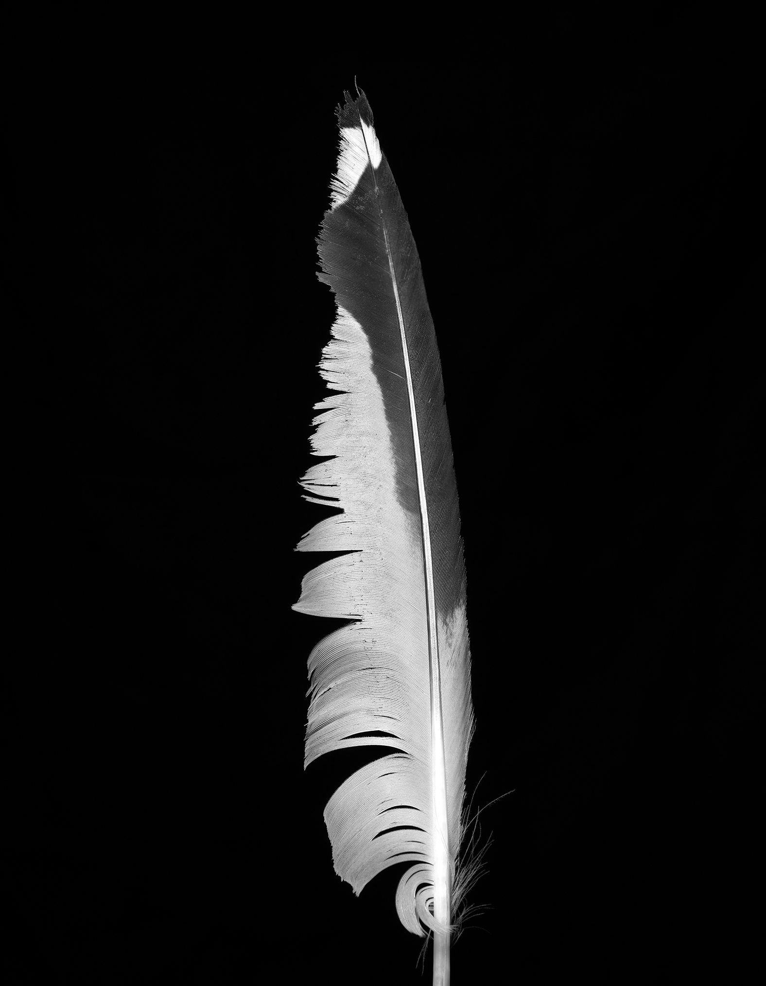 Feather-v2_B&W-Final.jpg