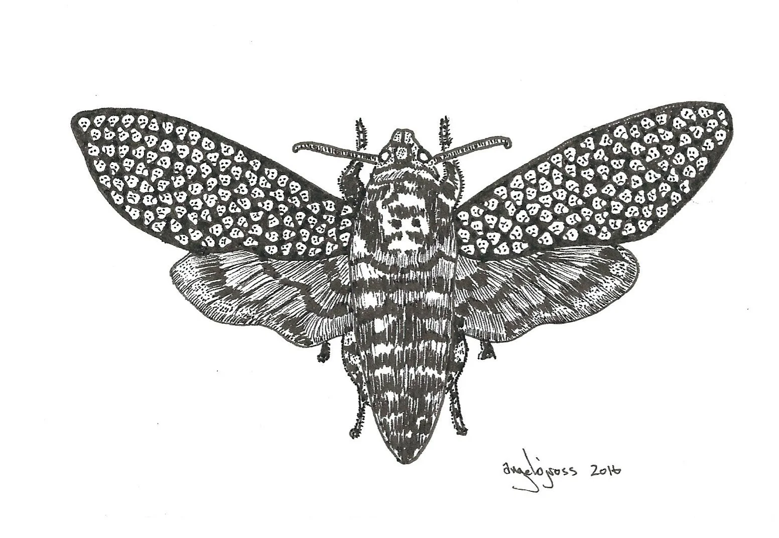 Death’s-head Moth of Doom. Pen and ink