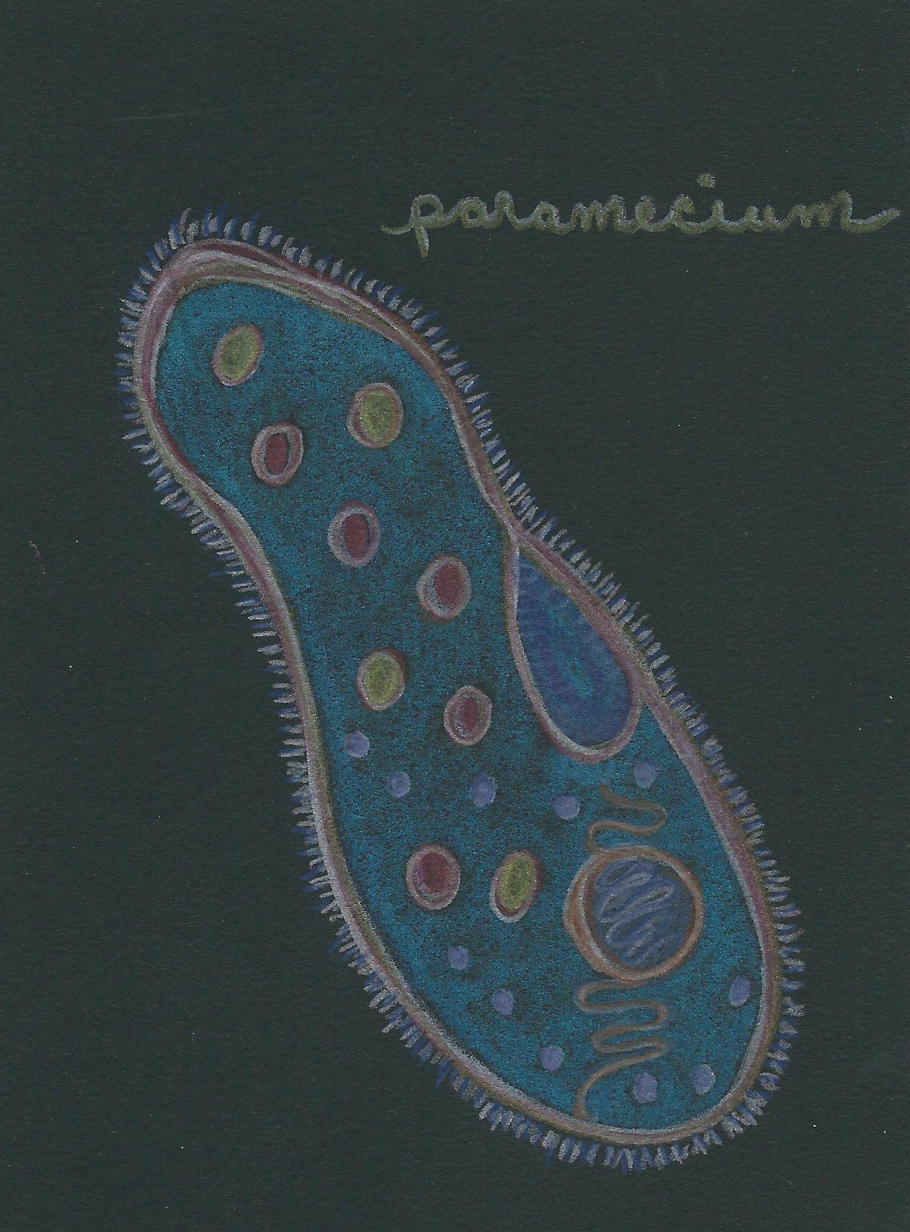 Ciliate. Colored pencil on black paper