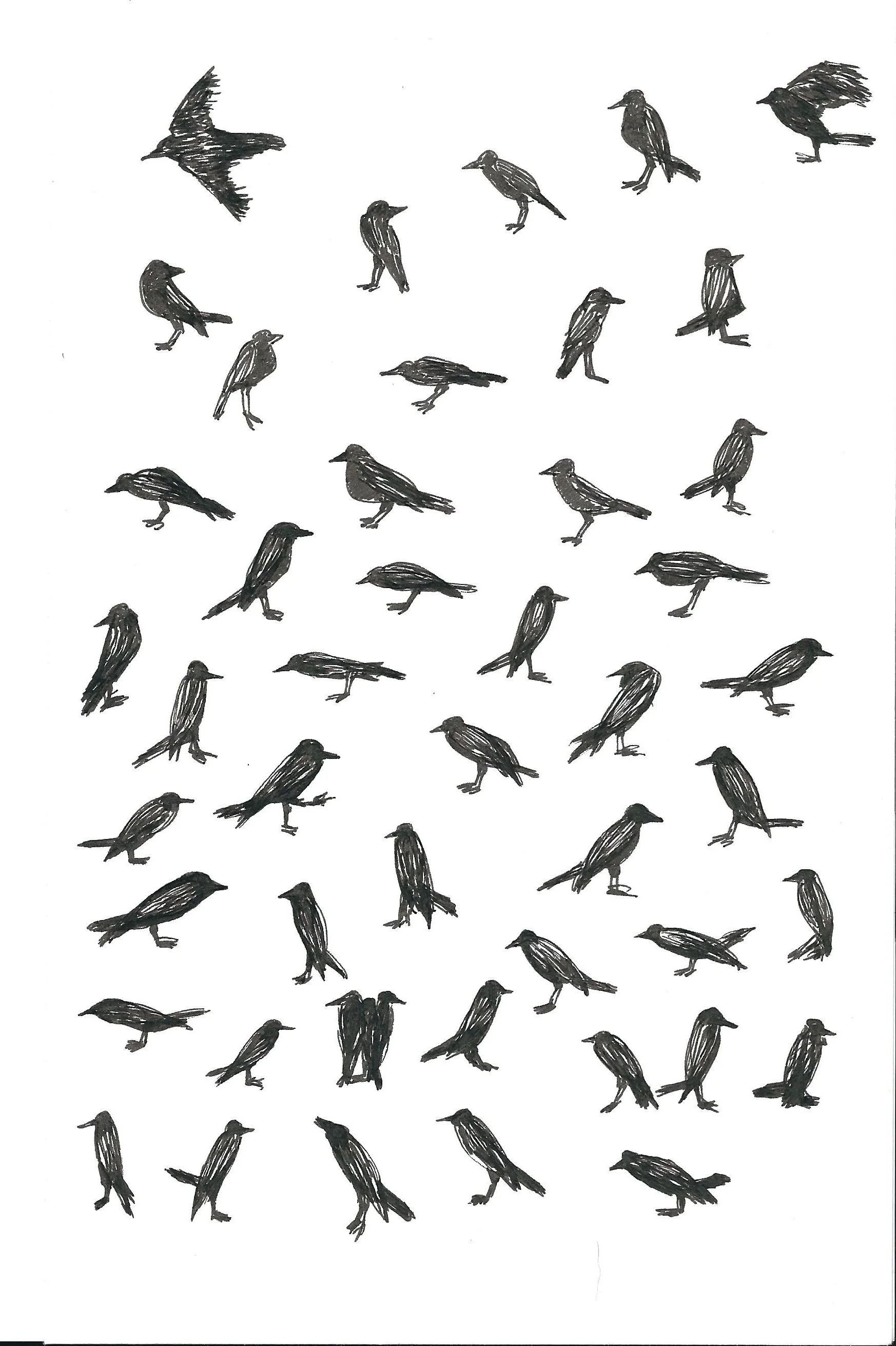 Birds , sketchbook. Pen and ink