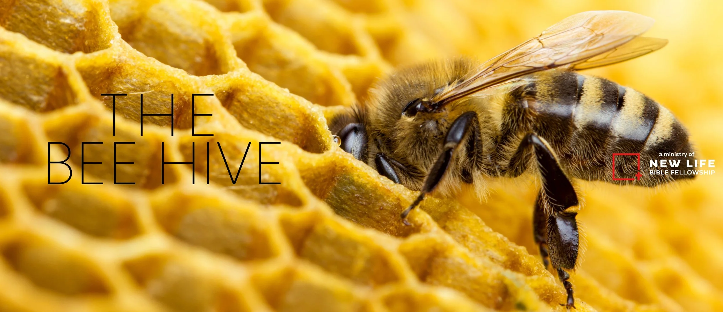 BeeHiveHeaderWithNLLogo-01.jpg